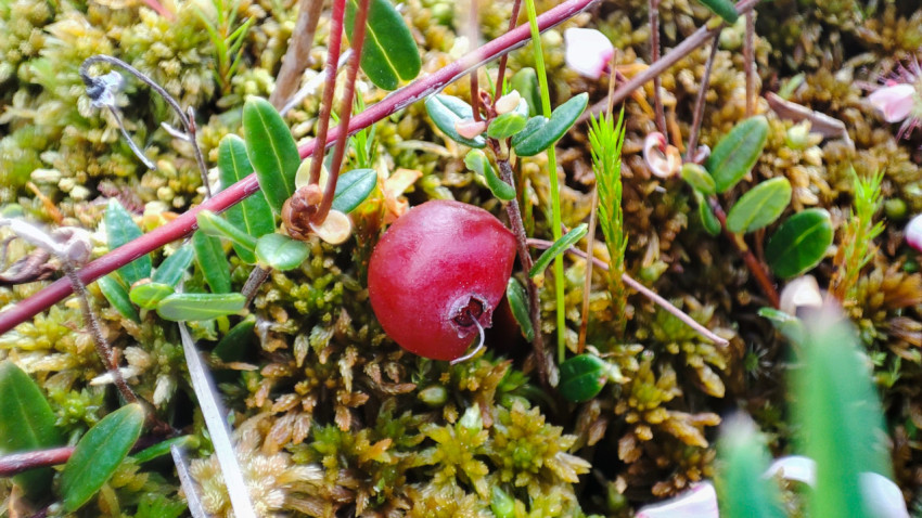 Повреждённая ягода клюквы на сфагнуме, крупный план