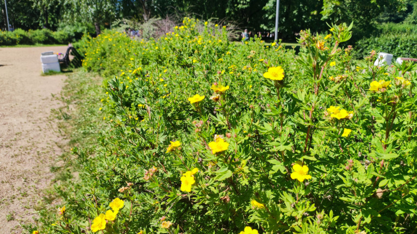 Кустарник с мелкими жёлтыми цветками растёт вдоль парковой дорожки крупным планом