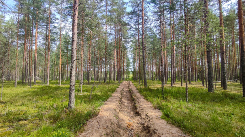 Лесная песчаная колея уходит в перспективу среди высоких сосен