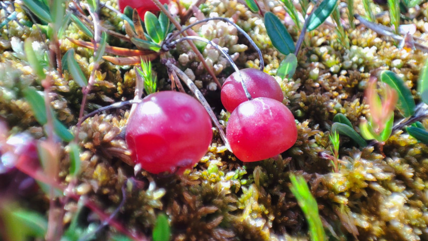 Две красные ягоды клюквы на мху крупным планом