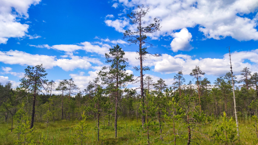 Панорама редкого соснового леса на болотистой равнине под ярким небом