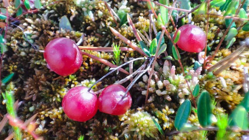 Клюква гроздью на сфагновом мху среди болотной растительности