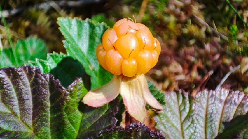 Спелая морошка на листе с зелёной листвой крупным планом