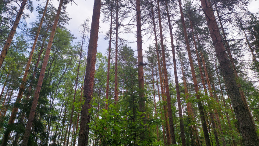 Взгляд вверх на кроны сосен, на переднем плане размытый паук на паутине