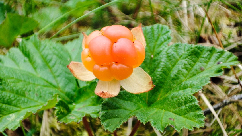Оранжевая морошка с чашелистиками на зелёных листьях в природной среде