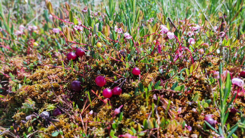 Ягоды клюквы среди мха и трав на болотной кочке крупным планом
