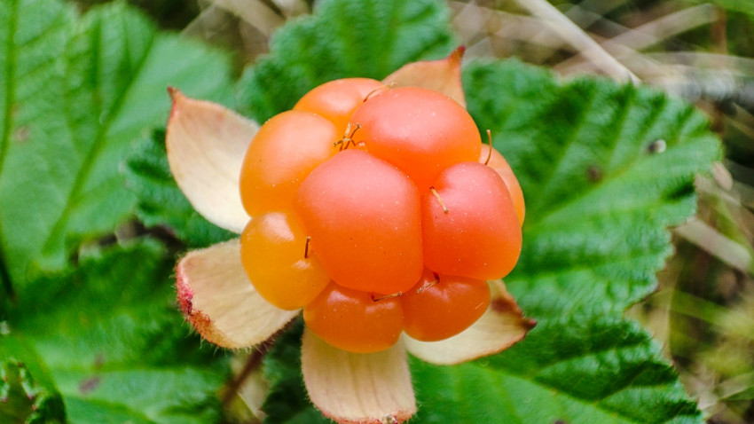 Крупный план созревающей морошки на фоне листьев и болотной растительности