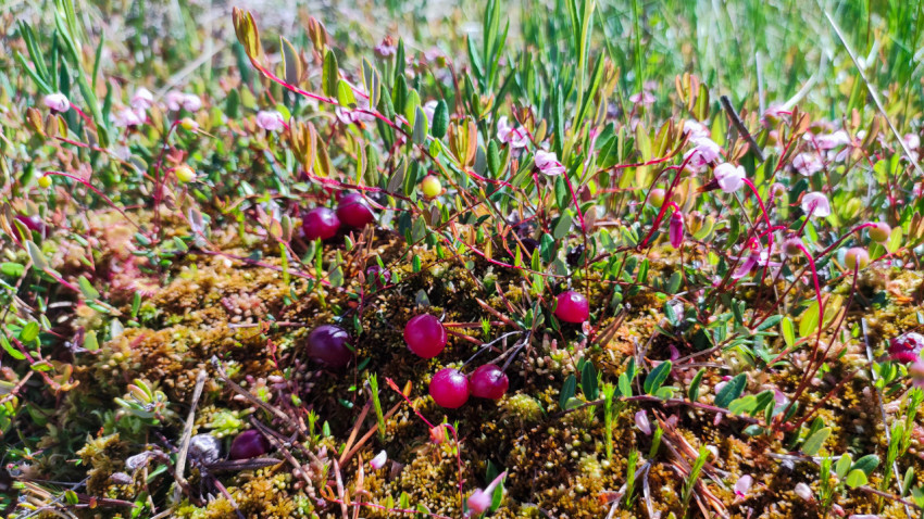 Болотная клюква с ягодами и цветками на моховой подушке