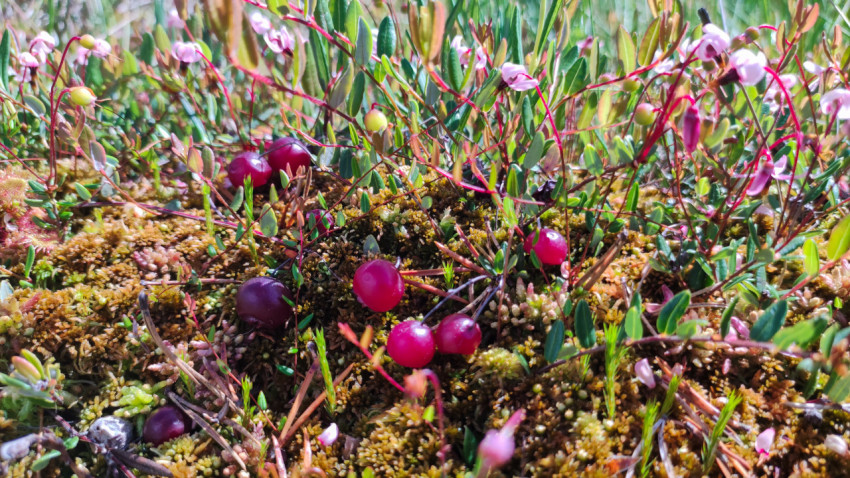 Клюква на мху с травами и цветками в естественном болотном биотопе