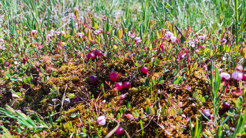 Кочка с клюквой и цветущими побегами среди трав на болоте