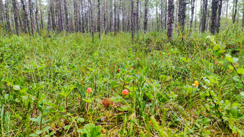 Болотная поляна с мхом и ягодниками морошки в разреженном сосновом лесу