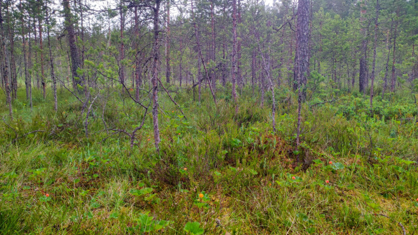 Болотный лес с кочками и низкой растительностью в пасмурный летний день
