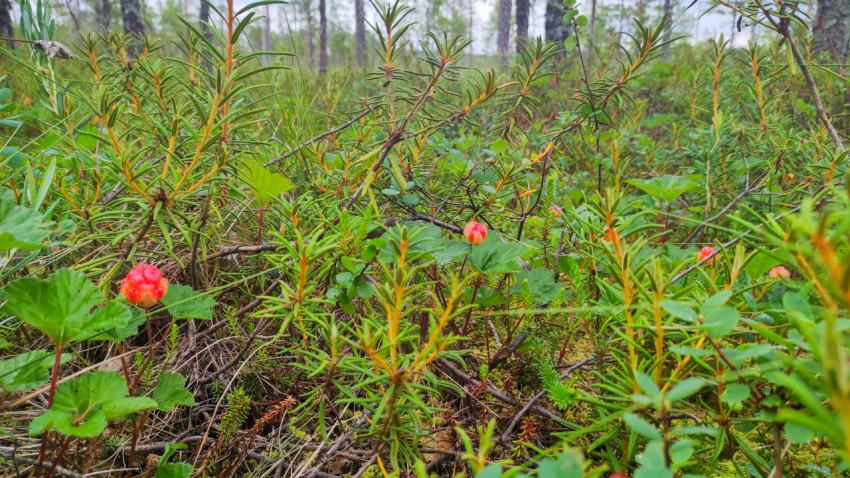 Морошка среди болотных кустарничков и хвои крупным планом в естественной среде