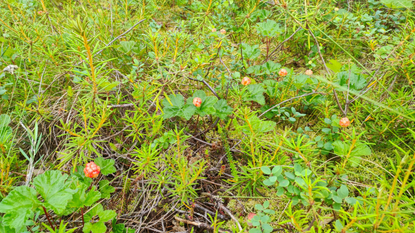 Заросли болотных кустарничков с несколькими ягодами морошки на моховой подушке