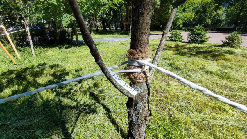 Ствол дерева с защитной обмоткой и растяжками для фиксации посадки на газоне