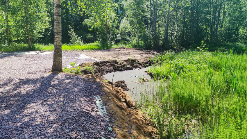 Граница щебёночной отсыпки и водоёма с прибрежной растительностью в лесной зоне