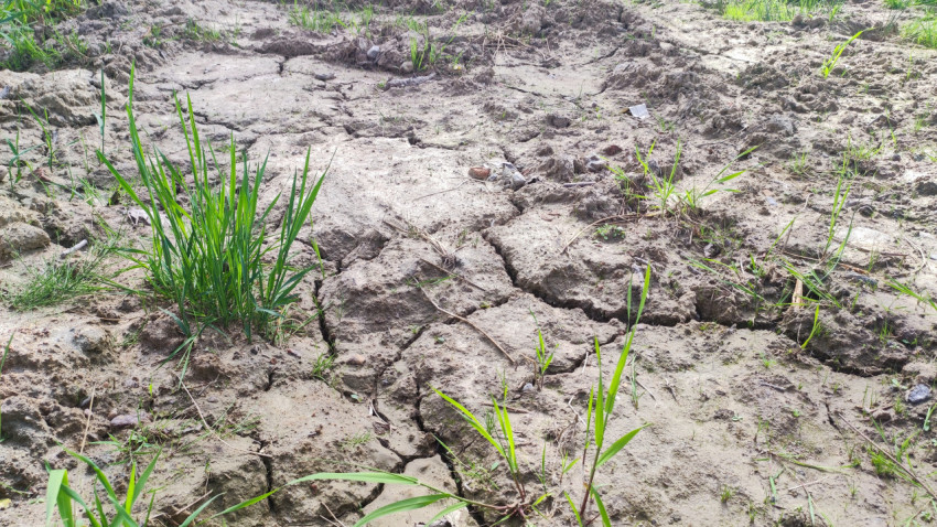 Трещины в подсохшем грунте с зелёными побегами и сухими стеблями