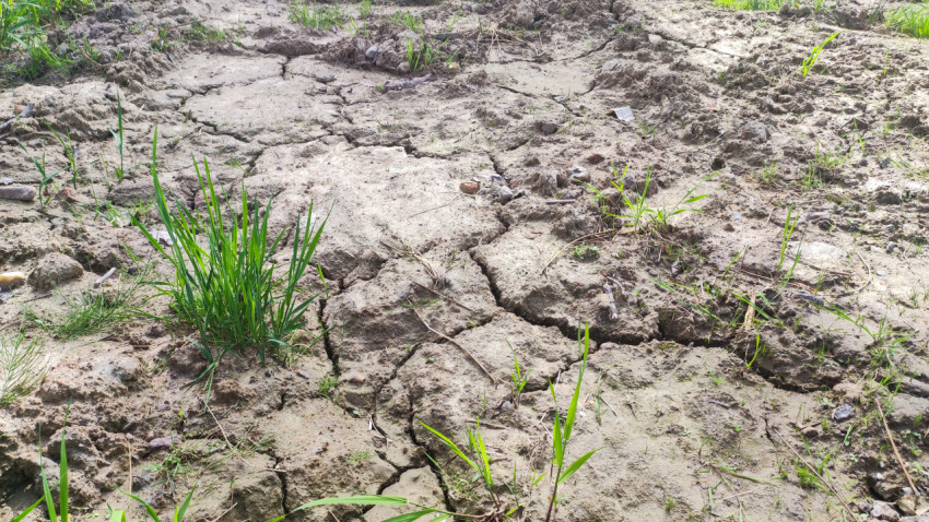 Растрескавшаяся глинисто-песчаная почва с травой крупным планом