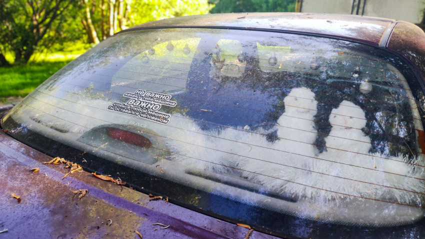 Заднее стекло автомобиля с наклейкой и отражениями деревьев на фоне зелёного двора