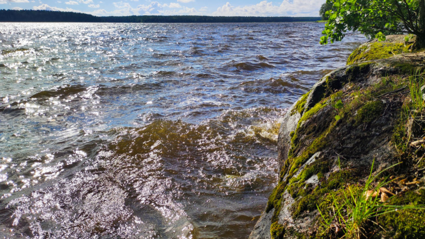 Ветреный озёрный берег с мшистыми камнями и рябью воды на фоне лесной линии