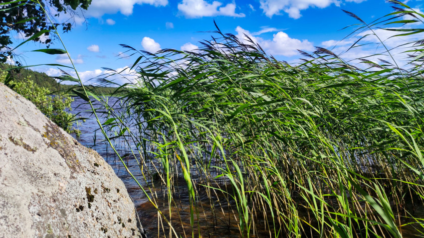 Заросли тростника у мелководья озера рядом с большим валуном и голубым небом