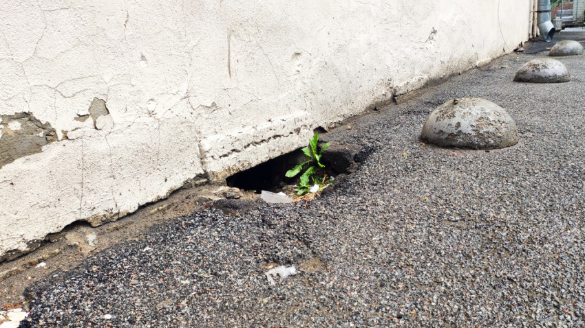 Проросшее растение в нише под цоколем рядом с ограничителями парковки у стены