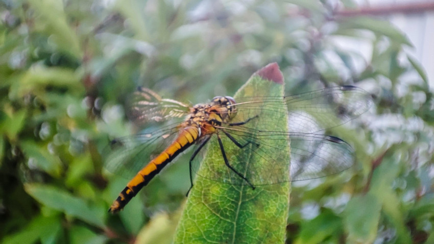 Стрекоза на листе среди зелёных кустов крупным планом