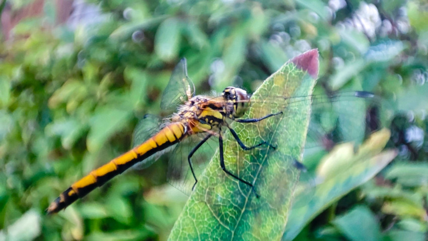 Стрекоза на листе с детальной видимостью крыльев и глаз