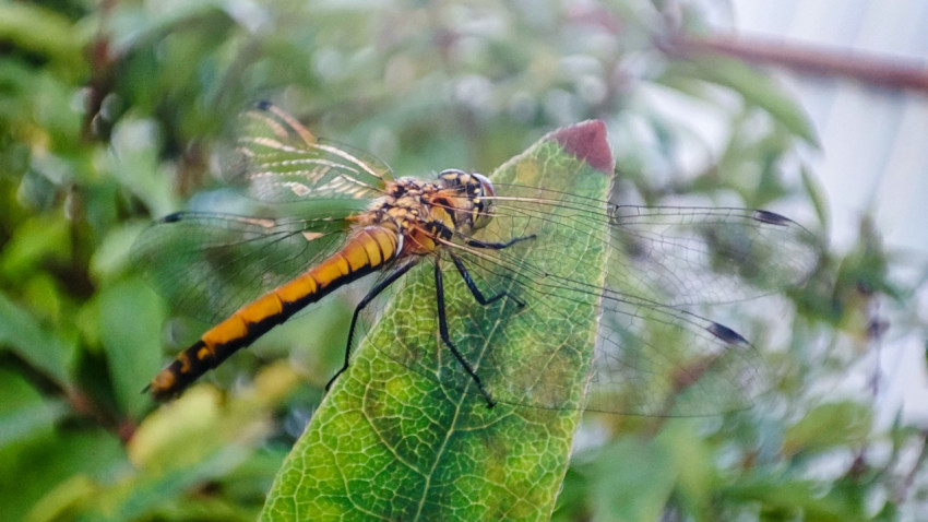 Стрекоза на зелёном листе крупным планом