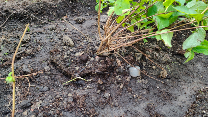 Посаженный куст крупным планом на фоне влажной земли и комков грунта