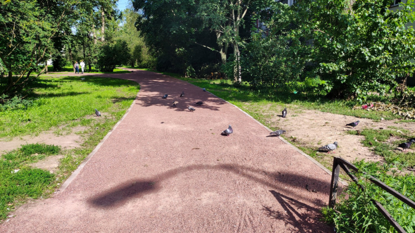 Парк с изогнутой дорожкой, деревьями и голубями на покрытии