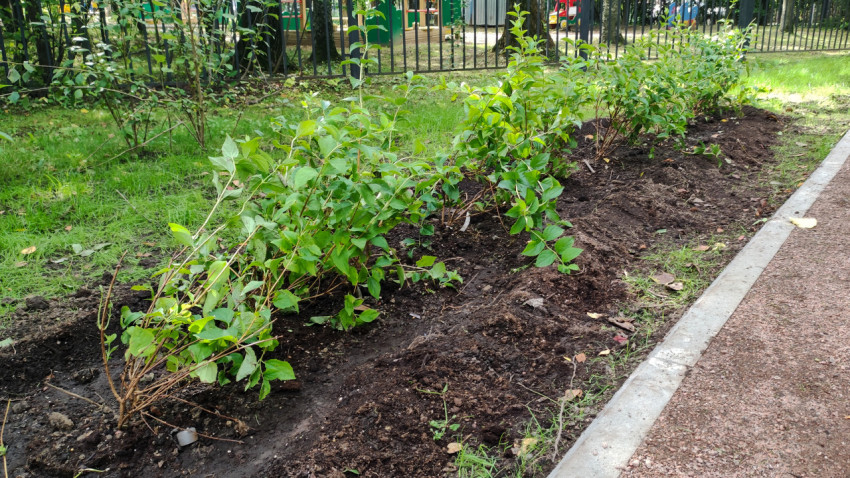 Ряд молодых кустов в свежей земле вдоль бордюра у пешеходной дорожки