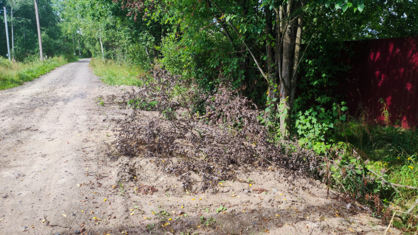 Куча обрезанных веток на обочине просёлочной дороги рядом с деревьями и забором
