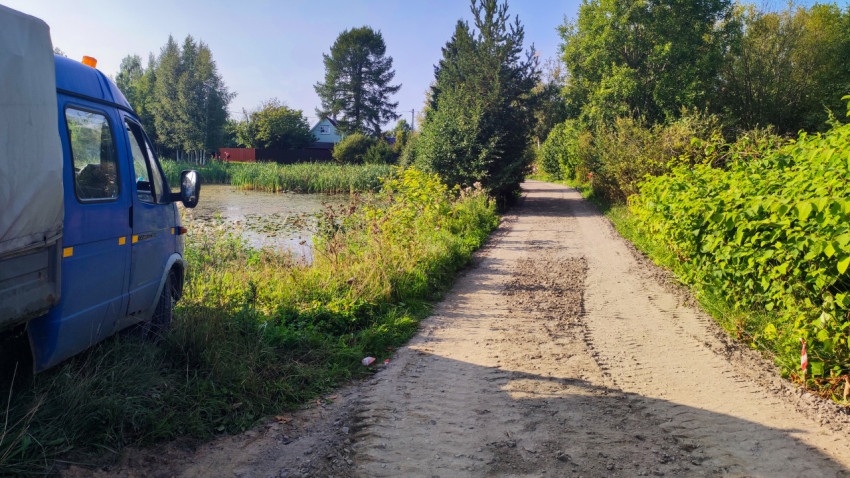 Просёлочная дорога вдоль водоёма с камышом и деревьями в летний день