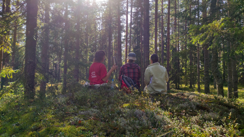 Трое людей отдыхают на лесной поляне среди хвойных деревьев в солнечный день