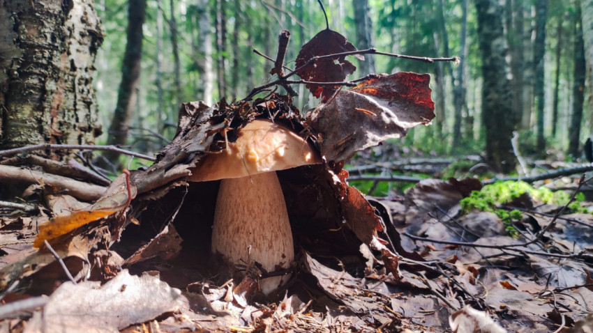 Белый гриб с листом на шляпке среди мха и травинок на лесной поляне