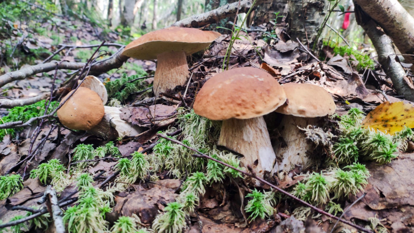 Группа белых грибов среди мха и лесной подстилки с листьями и веточками на земле