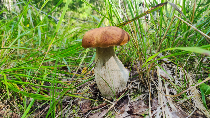 Белый гриб (боровик) среди травы и мха в лесу