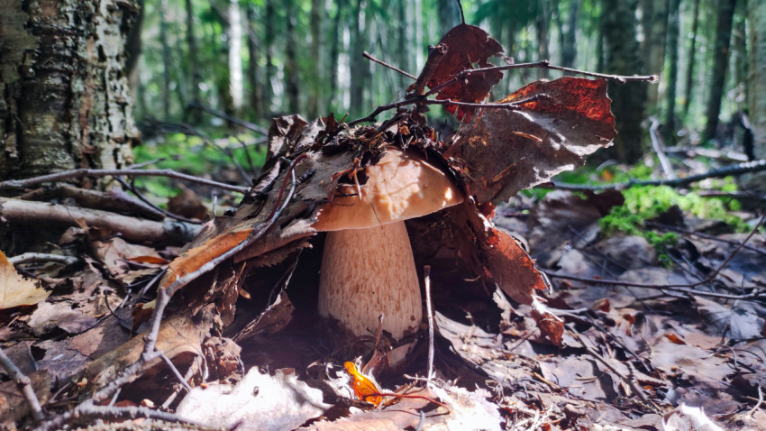 Один белый гриб с коричневой шляпкой среди мха и опавших листьев в смешанном лесу