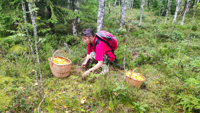 Женщина собирает лисички в лесу рядом с плетёными корзинами