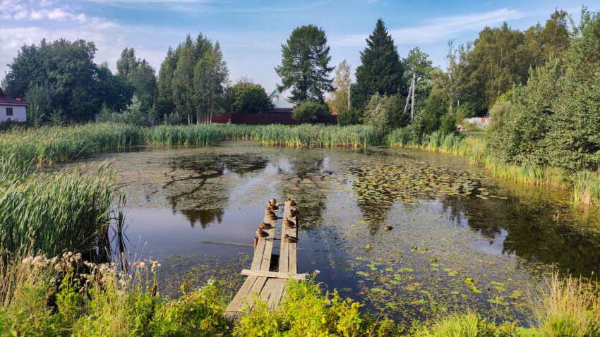 Утки на деревянном настиле у заросшего пруда с кувшинками