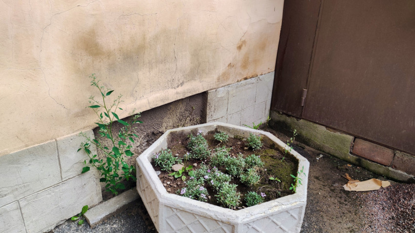 Бетонный вазон с зарослями у стены здания на потрескавшемся асфальте