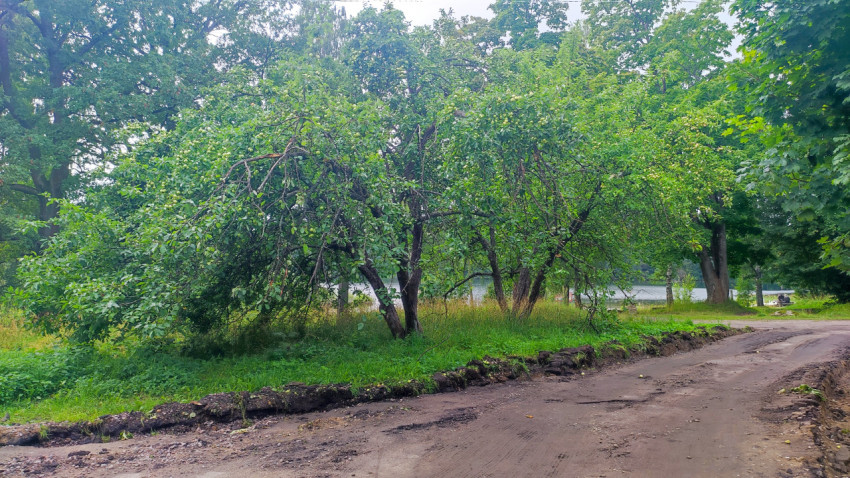 Яблоневые деревья с зелёными плодами у грунтовой дороги рядом с водоёмом