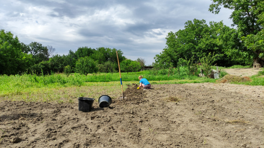 Женщина выкапывает картофель на огороде