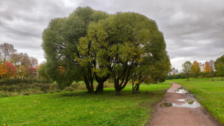 Ивы у пешеходной дорожки в городском парке осенью
