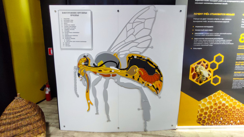 Информационный стенд с анатомией пчелы в музейной экспозиции