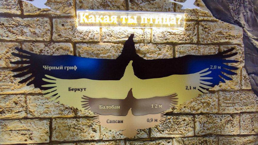 Интерактивный стенд с силуэтами хищных птиц