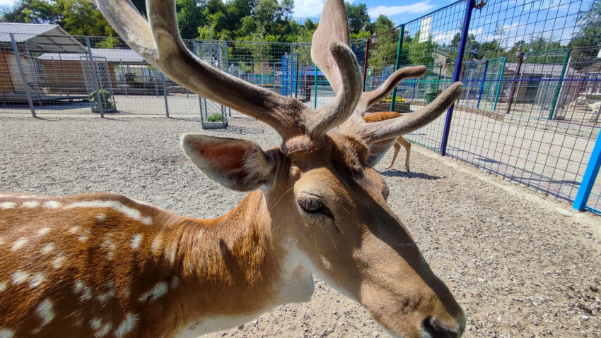 Пятнистый олень с большими рогами у сетчатого ограждения на гравийной площадке
