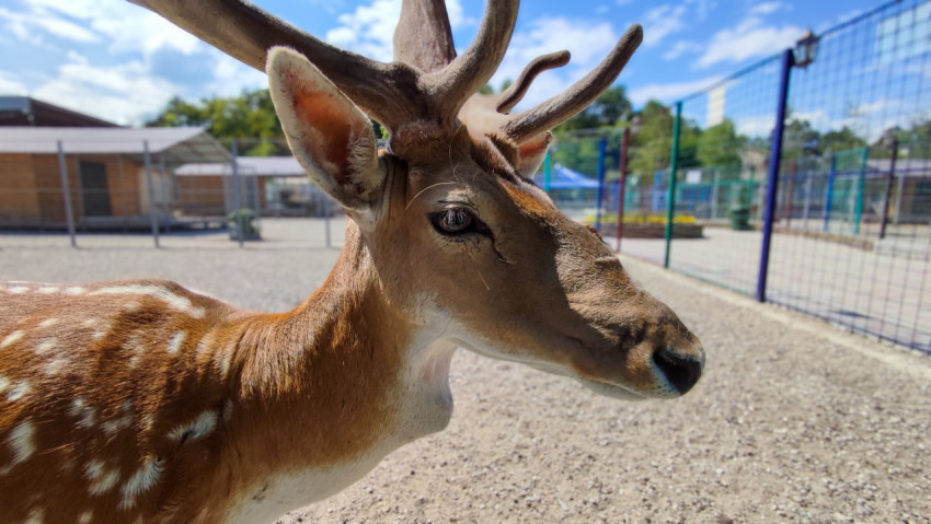 Профиль пятнистого оленя с рогами на фоне вольера и голубого неба