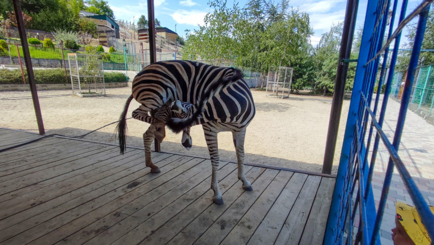 Зебра чистит тело, подтянув заднюю ногу, в открытом вольере